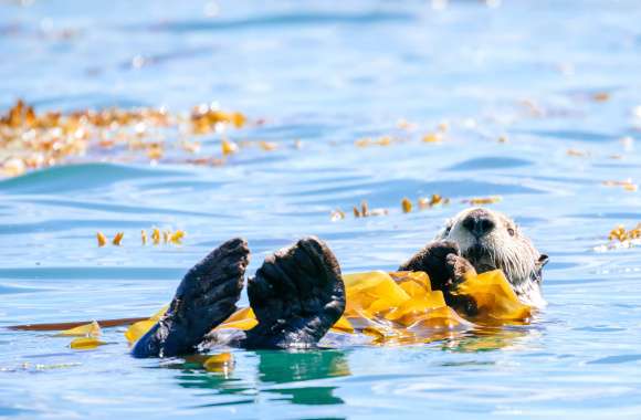 Animal Sea Otter wallpapers hd quality