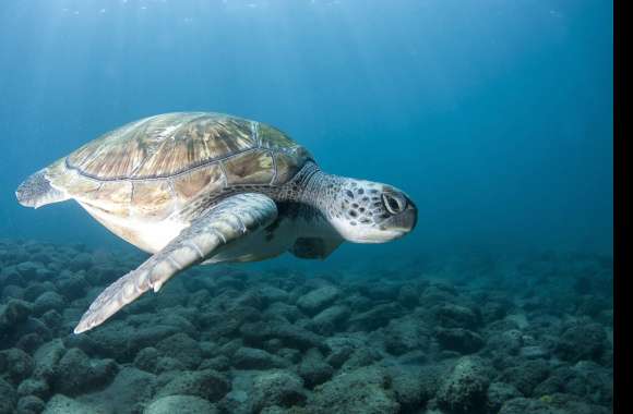 Animal Sea Turtle