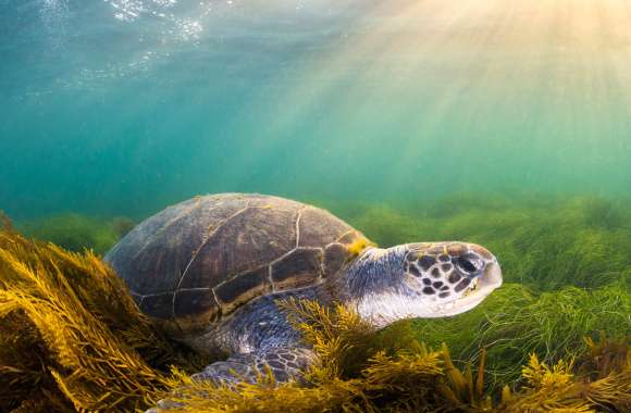 Animal Sea Turtle Underwater