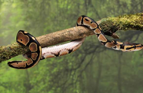 Animal Snake wallpapers hd quality