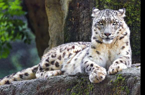 Animal Snow Leopard