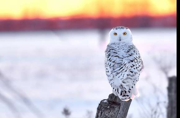 Animal Snowy Owl wallpapers hd quality