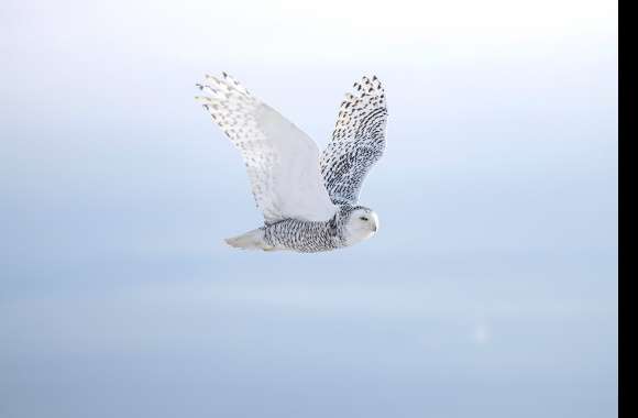 Animal Snowy Owl 8k Ultra wallpapers hd quality