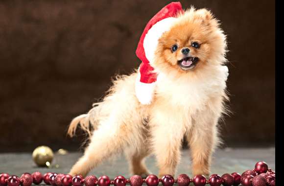 Animal Spitz wallpapers hd quality