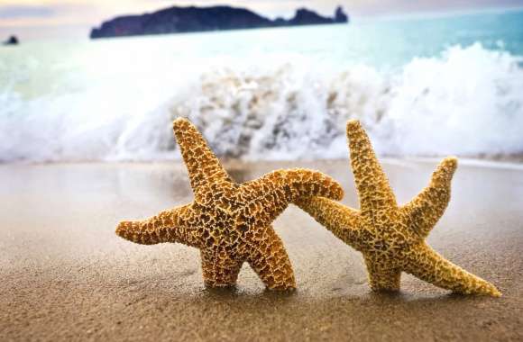 Animal Starfish