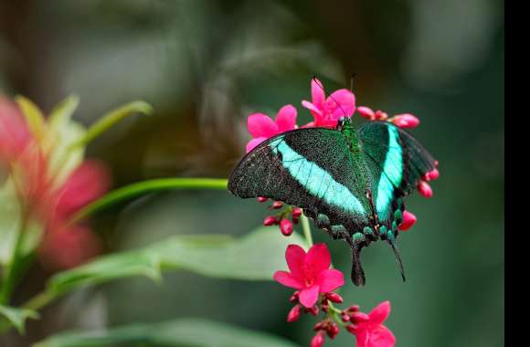 Animal Swallowtail Butterfly