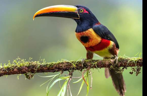 Animal Toucan wallpapers hd quality