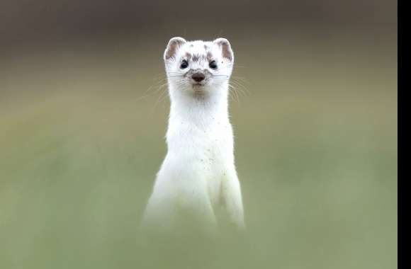 Animal Weasel wallpapers hd quality