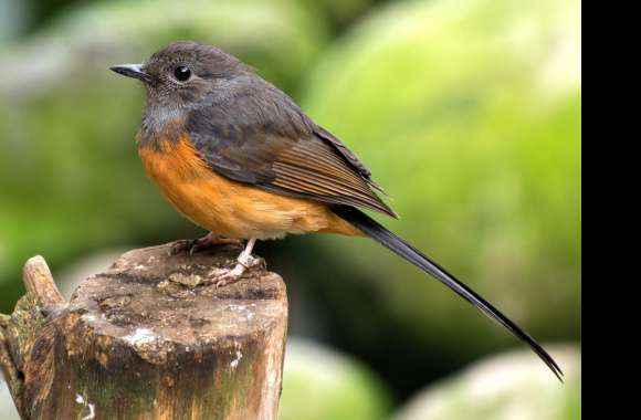Animal White-rumped Shama wallpapers hd quality