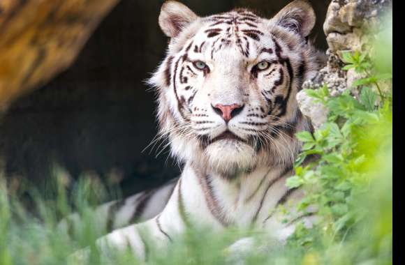 Animal White Tiger