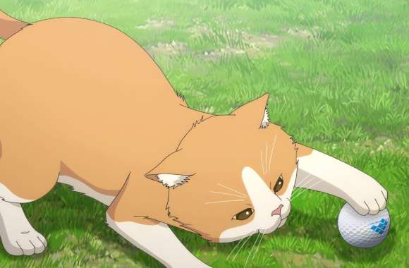 Anime Cat from Oi! Tonbo Playing with Ball wallpapers hd quality