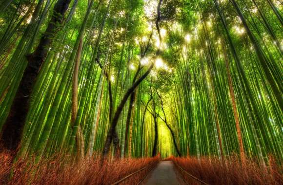 Arashiyama Bamboo Grove Japan wallpapers hd quality