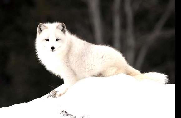 Arctic Fox Majesty -