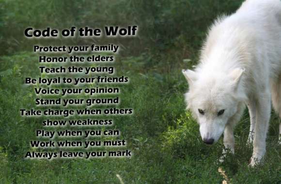 Arctic Wolf Wisdom - wallpapers hd quality