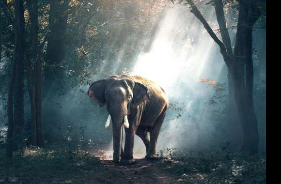 Asian Elephant in Sunbeams -