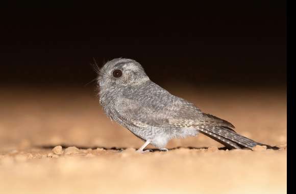 Australian Owlet-nightjar Animal Nightjar