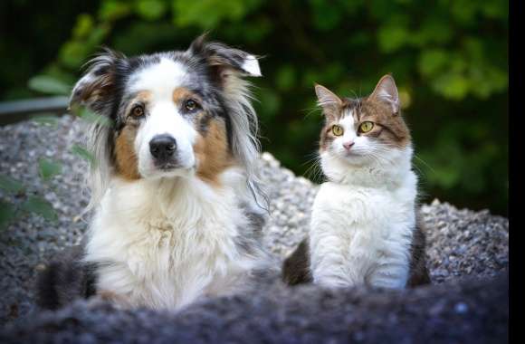 Australian Shepherd Dog Cat Animal Cat & Dog