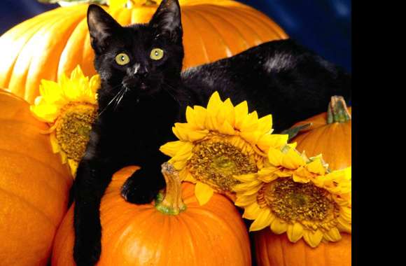 Autumn Black Cat