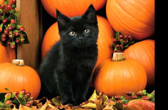 Autumn Black Kitten wallpapers hd quality