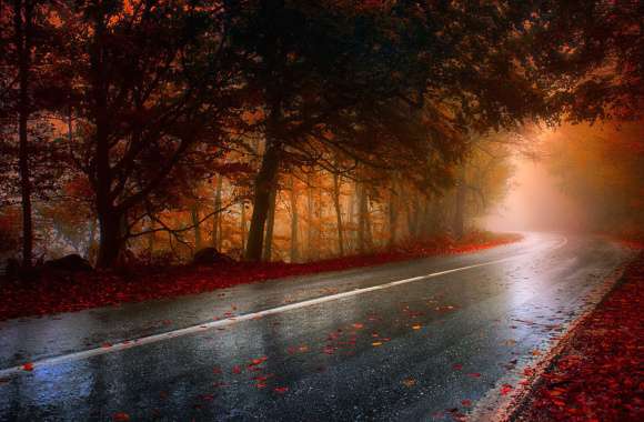 Autumn Forest Road -