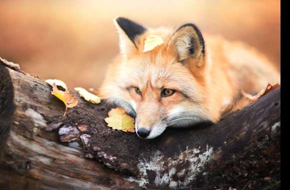 Autumn Fox -