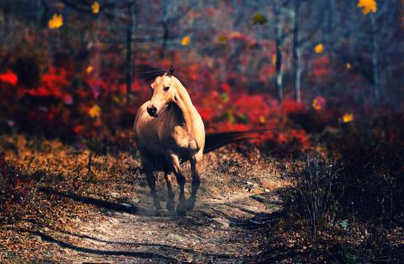 Autumn Gallop Majestic Horse wallpapers hd quality