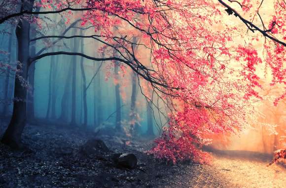 Autumn Misty Forest Path -