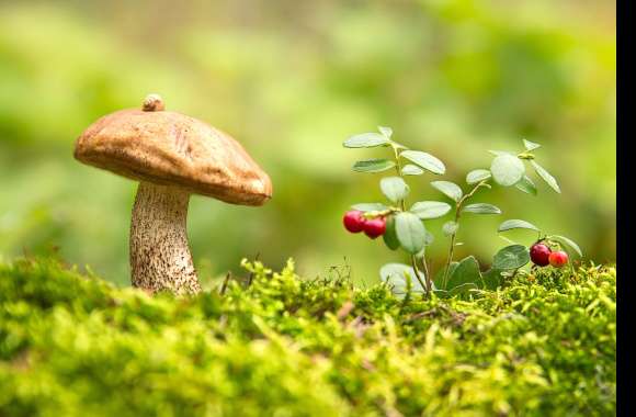 Autumn Mushroom Macro