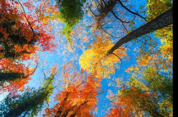 Autumn Treetops in HD