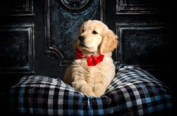 Baby Animal Puppy Animal Golden Retriever wallpapers hd quality