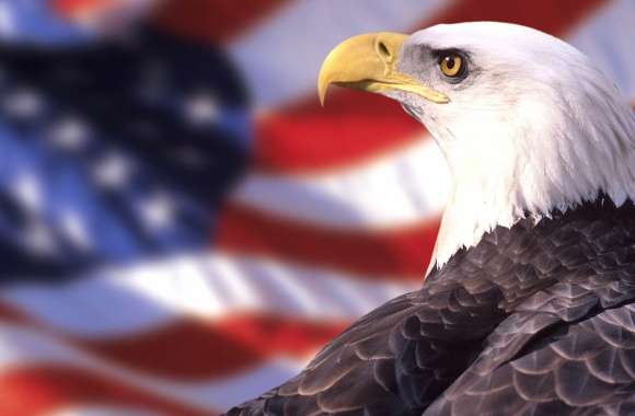 Bald Eagle Glory -