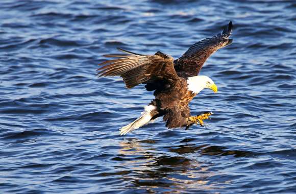 Bald Eagle in Flight -