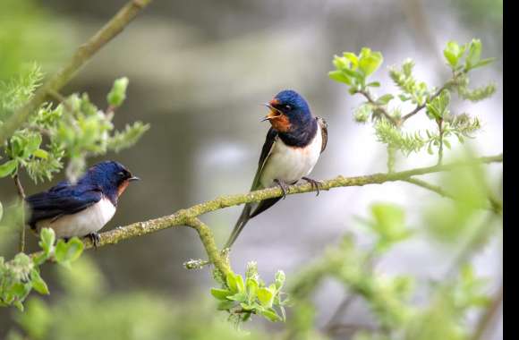 Barn Swallow Animal Swallow wallpapers hd quality