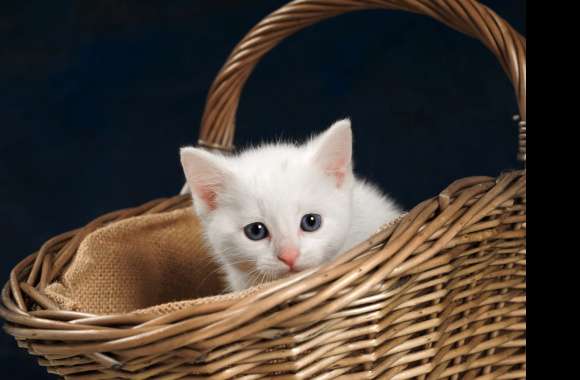 Basket Kitten Ba