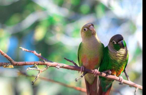 Beautiful Parakeet Duo - wallpapers hd quality