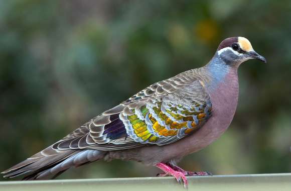 Beautiful Pigeon wallpapers hd quality