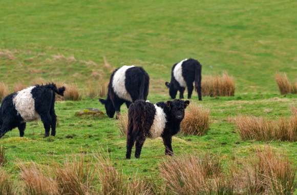 Belted Galloway Animal Cow wallpapers hd quality