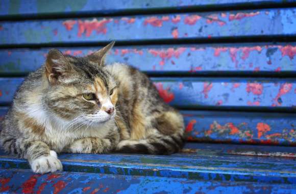 Bench Animal Cat