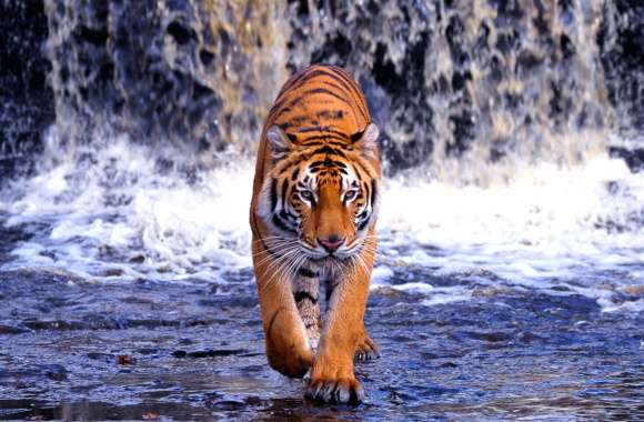 Bengal Tiger in Action - wallpapers hd quality