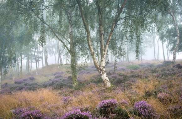 Birch Purple Flower Flower Forest Nature Fog