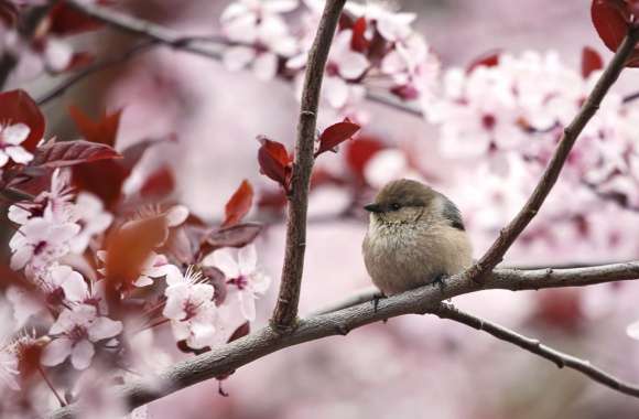 Bird Among Cherry Blossoms -