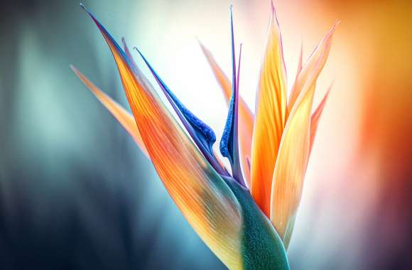 Bird of paradise flower Closeup Photography