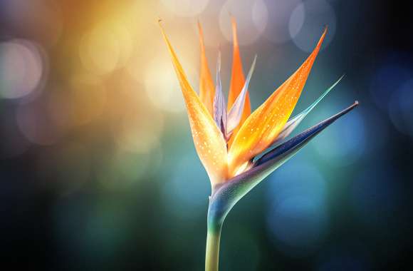 Bird of paradise flower Macro