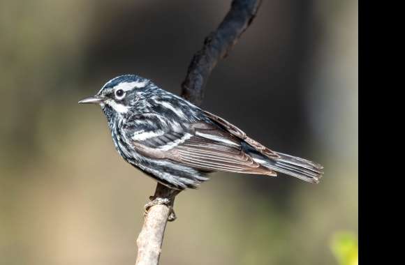 Black-and-white Warbler Animal Warbler