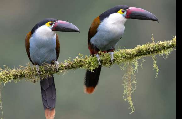 Black-billed Mountain-Toucan Animal Toucan