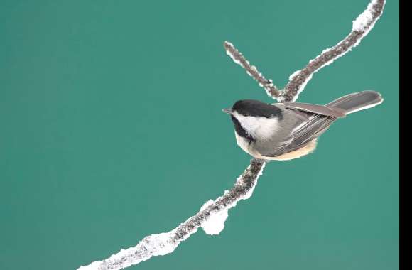 Black-capped Chickadee Animal Chickadee