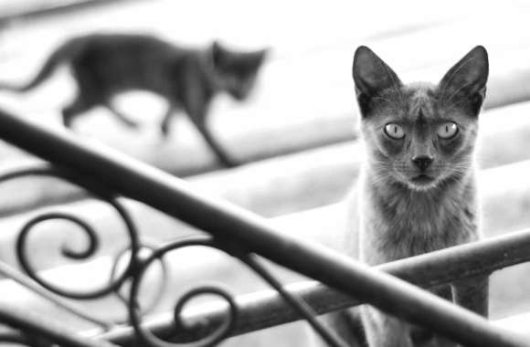 Black & White Animal Cat