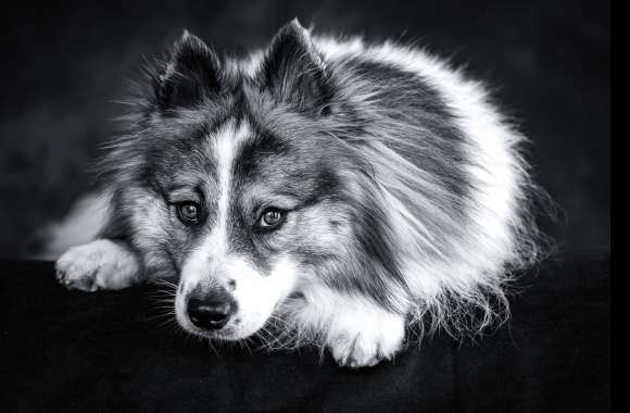 Black & White Animal Dog