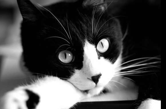 Black & White Close-up Animal Cat