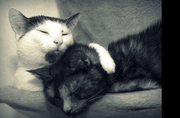 Black & White Couple Sleeping Animal Cat wallpapers hd quality